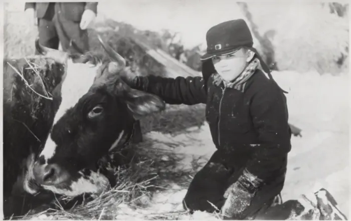 Framed Print : Finnish boy scout with farm animal Framed Print : Finnish boy scout with farm animal