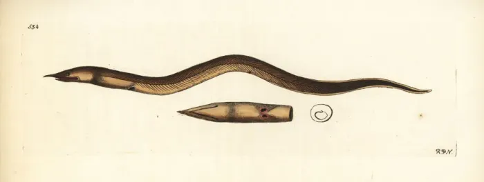 Framed Print : Finny snake eel, Caecula pterygera Framed Print : Finny snake eel, Caecula pterygera