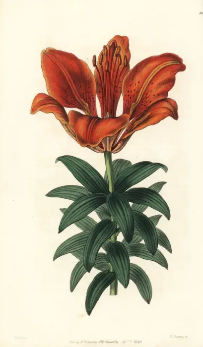 Framed Print : Fire lily, Lilium bulbiferum Framed Print : Fire lily, Lilium bulbiferum