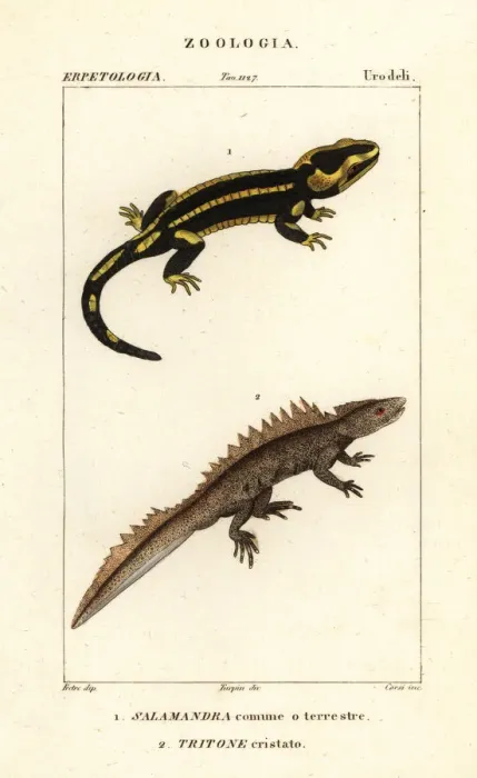 Framed Print : Fire salamander and critically endangered great crested newt Framed Print : Fire salamander and critically endangered great crested newt