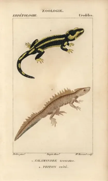 Framed Print : Fire salamander, Salamandra salamandra Framed Print : Fire salamander, Salamandra salamandra
