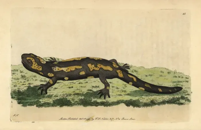 Framed Print : Fire salamander, Salamandra salamandra Framed Print : Fire salamander, Salamandra salamandra