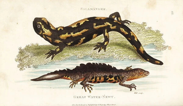 Fire salamander and smooth newt