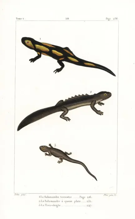 Framed Print : Fire salamander, smooth newt and spectacled salamander Framed Print : Fire salamander, smooth newt and spectacled salamander