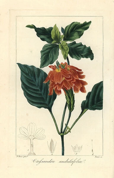 Firecracker flower, Crossandra infundibuliformis
