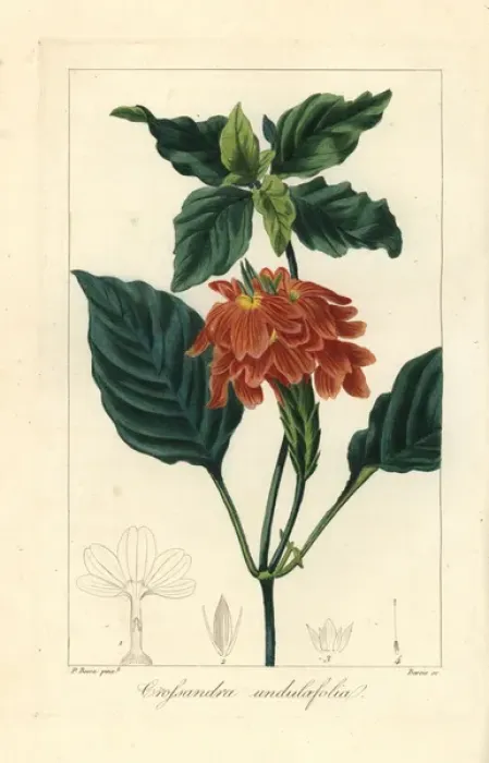 Framed Print : Firecracker flower, Crossandra infundibuliformis Framed Print : Firecracker flower, Crossandra infundibuliformis