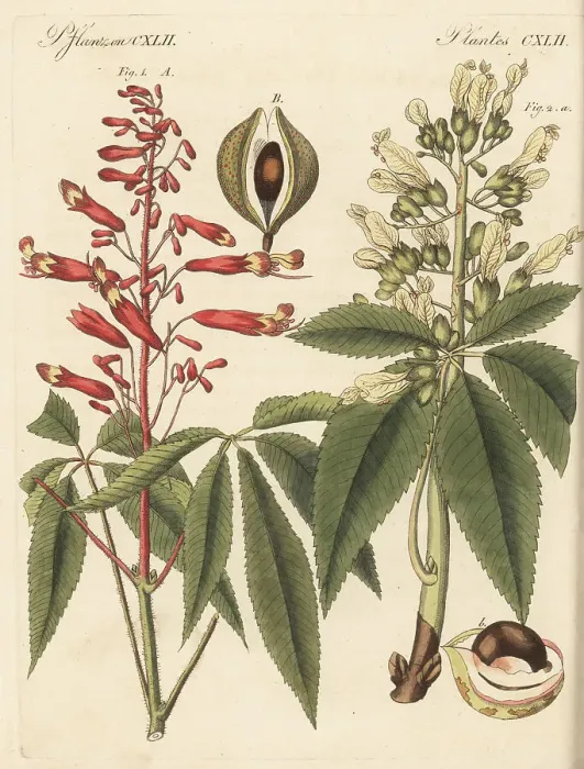 Framed Print : Firecracker plant and common buckeye Framed Print : Firecracker plant and common buckeye