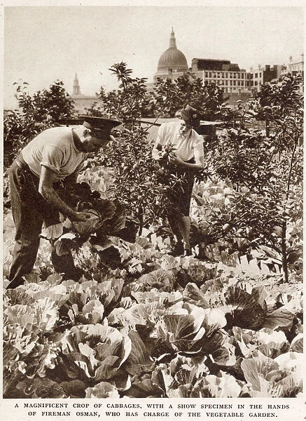 Firemens Farm in the Heart of the City WWII