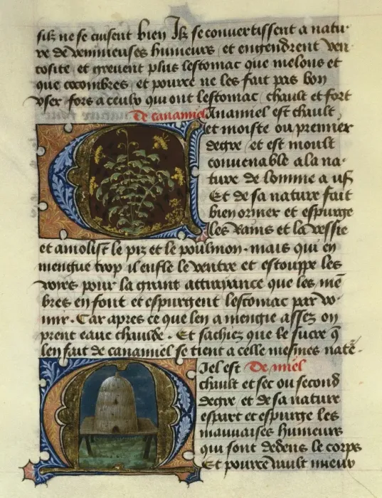 Framed Print : FIRENZE, Aldebrando da. Treaty of Medicine, 1356 Framed Print : FIRENZE, Aldebrando da. Treaty of Medicine, 1356