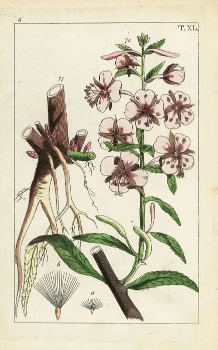 Framed Print : Fireweed, Epilobium angustifolium Framed Print : Fireweed, Epilobium angustifolium