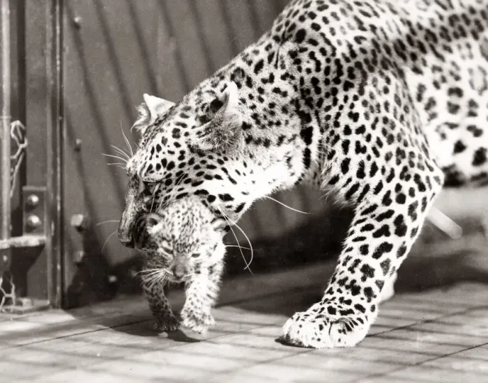 Framed Print : First leopard cubs born in England, 1934 Framed Print : First leopard cubs born in England, 1934