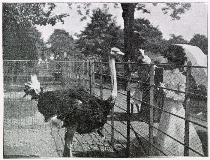 Framed Print : The first ostrich farm in Europe, situated close to the Var racecourse, reached by electric tram. On a villa situated on the farm, where you could buy ostrich feathers for a good price in a variety of colours and sizes Framed Print : The first ostrich farm in Europe, situated close to the Var racecourse, reached by electric tram. On a villa situated on the farm, where you could buy ostrich feathers for a good price in a variety of colours and sizes