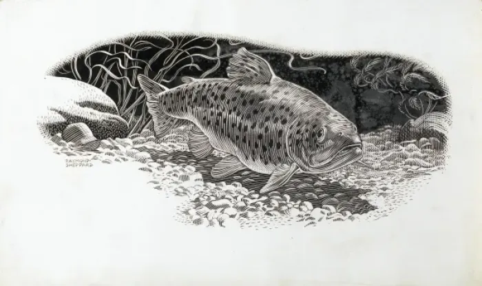 Framed Print : A fish. A river fish underwater Framed Print : A fish. A river fish underwater