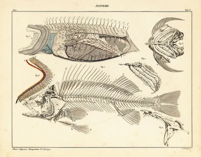 Framed Print : Fish anatomy showing skeleton, gills, etc Framed Print : Fish anatomy showing skeleton, gills, etc