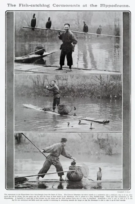 Framed Print : Fish-catching cormorants at the Hippodrome Framed Print : Fish-catching cormorants at the Hippodrome