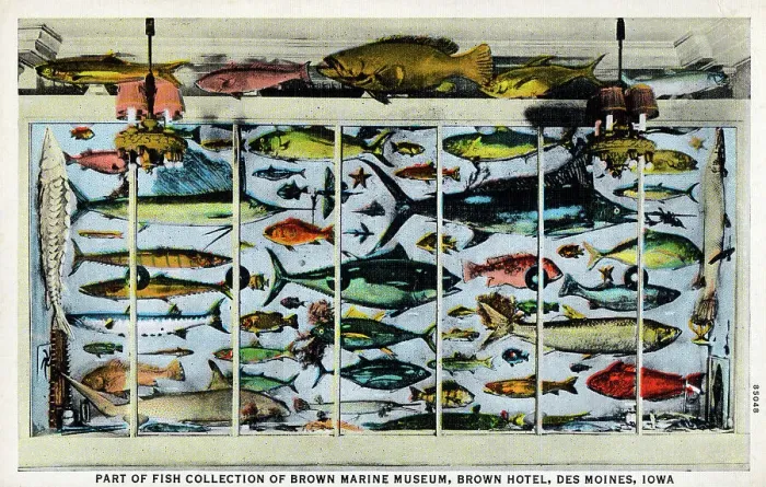 Framed Print : Fish Collection, Brown Marine Museum, Des Moines, Iowa Framed Print : Fish Collection, Brown Marine Museum, Des Moines, Iowa