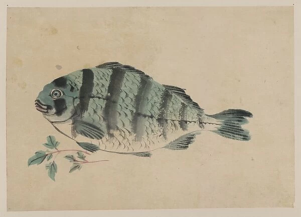 Fish. Date between 1800 and 1870