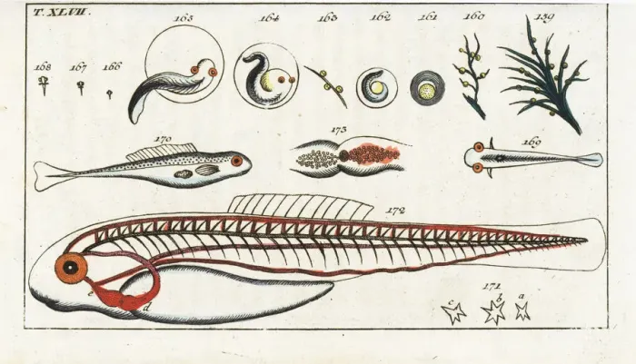 Framed Print : Fish development from spawn and juvenile anatomy
