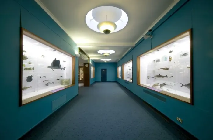 Framed Print : Fish on display at the Natural History Museum Framed Print : Fish on display at the Natural History Museum