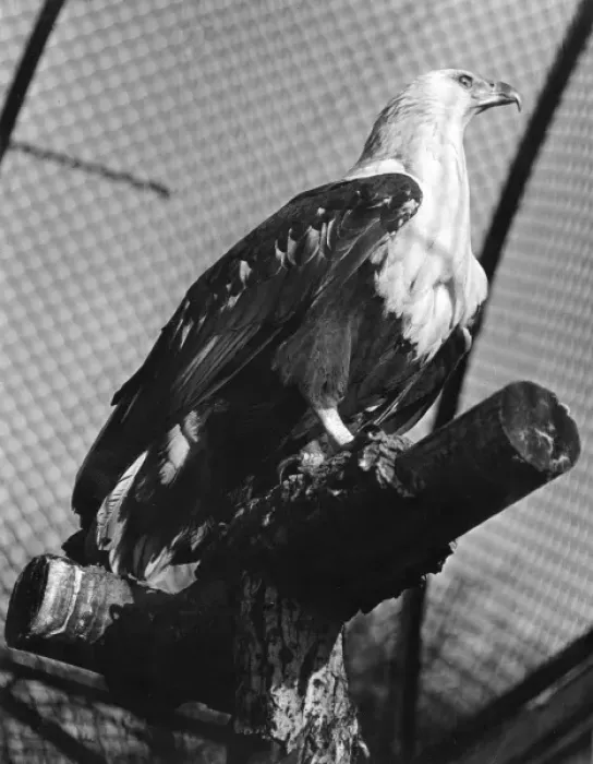 Framed Print : FISH EAGLE Framed Print : FISH EAGLE