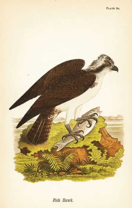 Framed Print : Fish hawk or osprey, Pandion haliaetus Framed Print : Fish hawk or osprey, Pandion haliaetus