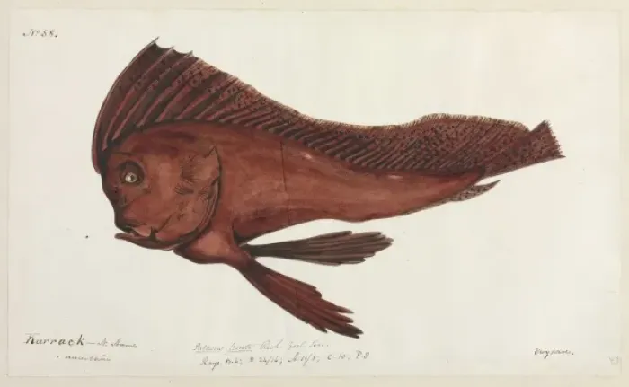 Framed Print : Fish illustration Framed Print : Fish illustration