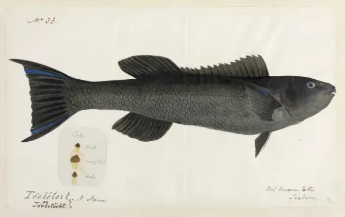 Framed Print : Fish illustration Framed Print : Fish illustration