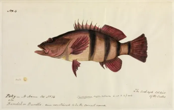 Framed Print : Fish illustration Framed Print : Fish illustration