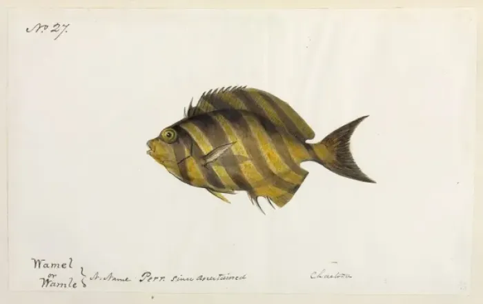 Framed Print : Fish illustration Framed Print : Fish illustration