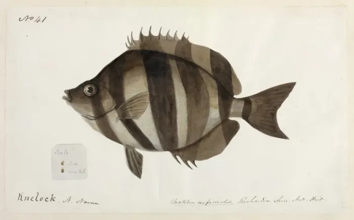 Framed Print : Fish illustration Framed Print : Fish illustration