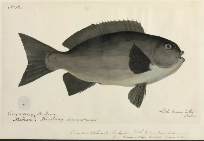 Framed Print : Fish illustration Framed Print : Fish illustration