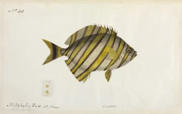 Framed Print : Fish illustration Framed Print : Fish illustration