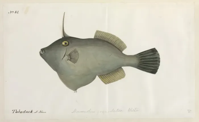 Framed Print : Fish illustration Framed Print : Fish illustration