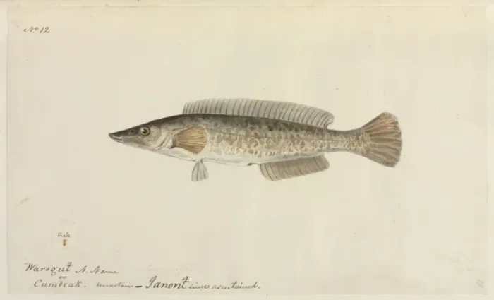 Framed Print : Fish illustration by Robert Neill Framed Print : Fish illustration by Robert Neill