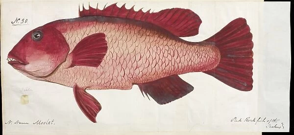 Fish illustration by Robert Neill