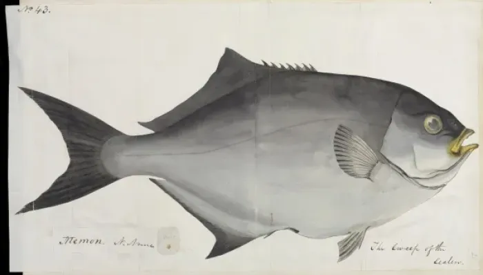 Framed Print : Fish illustration by Robert Neill Framed Print : Fish illustration by Robert Neill