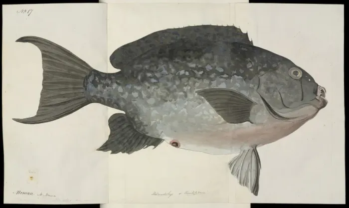Framed Print : Fish illustration by Robert Neill Framed Print : Fish illustration by Robert Neill