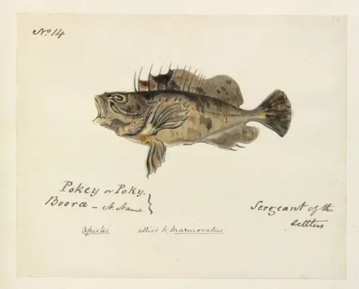 Framed Print : Fish illustration by Robert Neill Framed Print : Fish illustration by Robert Neill