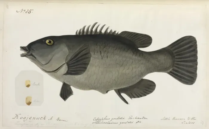 Framed Print : Fish illustration by Robert Neill Framed Print : Fish illustration by Robert Neill