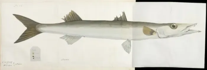 Framed Print : Fish illustration by Robert Neill Framed Print : Fish illustration by Robert Neill