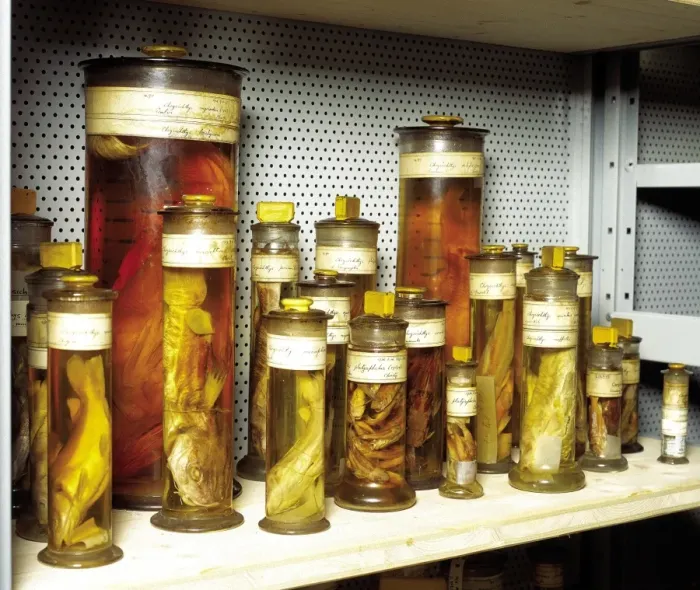 Framed Print : Fish specimens Framed Print : Fish specimens