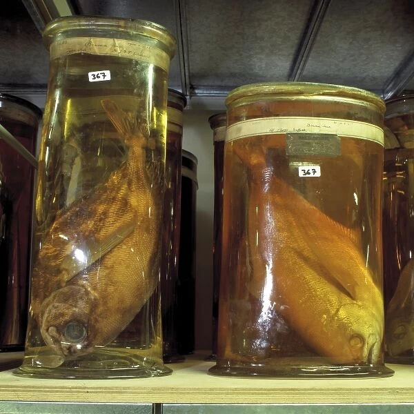 Fish specimens