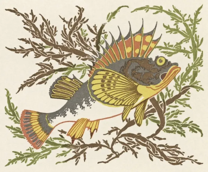 Framed Print : Fish swimming through seaweed Framed Print : Fish swimming through seaweed