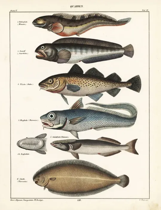Framed Print : Fish varieties Framed Print : Fish varieties