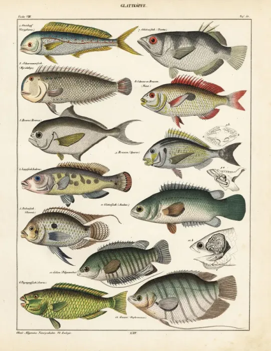Framed Print : Fish varieties Framed Print : Fish varieties