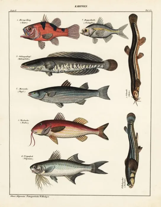 Framed Print : Fish varieties