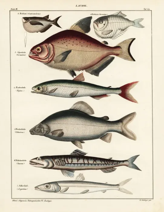 Framed Print : Fish varieties Framed Print : Fish varieties