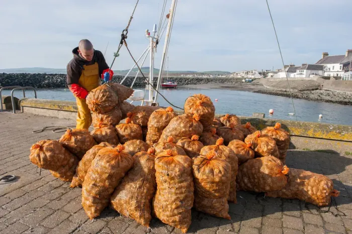 Framed Print : Fisherman unloads buckies whelks at Port William, Galloway Framed Print : Fisherman unloads buckies whelks at Port William, Galloway