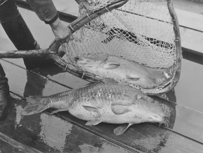 Framed Print : Fishing Catch Framed Print : Fishing Catch