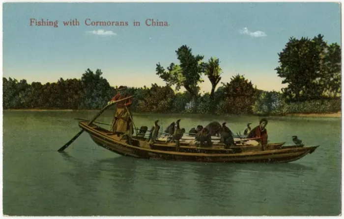 Framed Print : Fishing with cormorants - China Framed Print : Fishing with cormorants - China